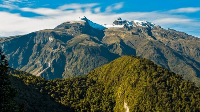 Científicos descubren una nueva especie animal en bosque de Ecuador