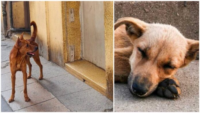 Perrito espera a sus dueños emigrados en la puerta de la que fuera su casa: una historia de abandono y lealtad