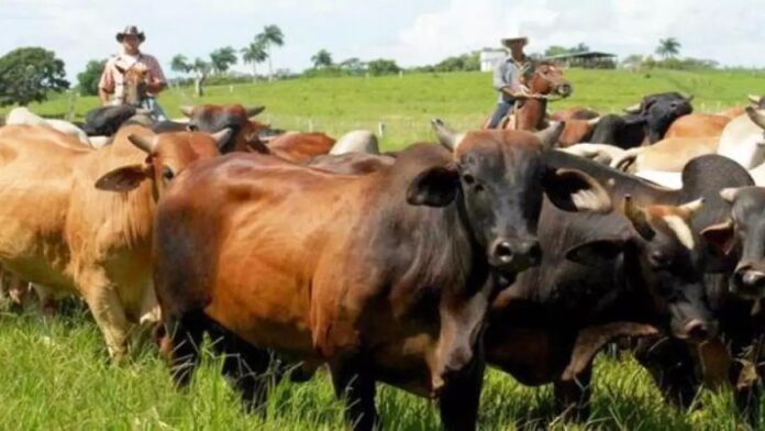 Bureaucrats & Thieves Make Life Difficult for Cuban Ranchers – Havana Times