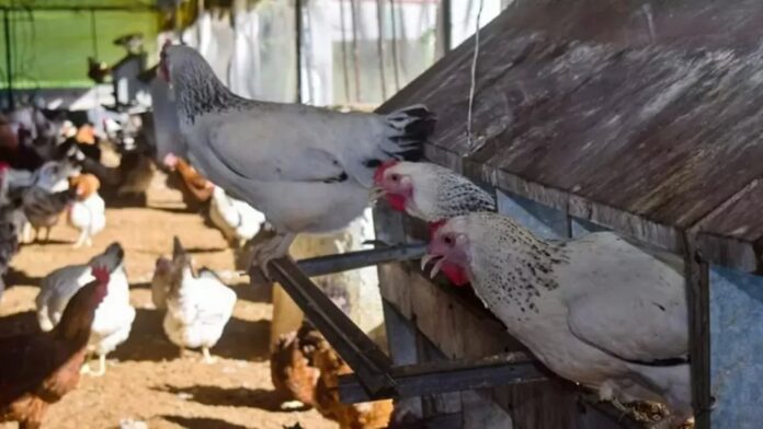 Mass Slaughter of Laying Hens in Cuba for Lack of Feed – Havana Times