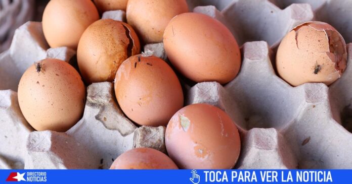 Denuncian venta de huevos podridos en Mipymes cubanas