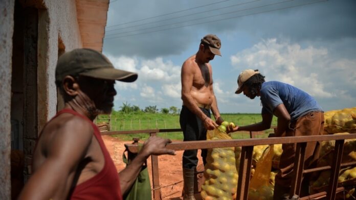 Gobierno de Cuba le debe más de 200 millones de pesos a los campesinos