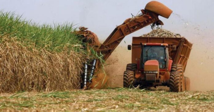 Castrismo utiliza presos para la zafra azucarera