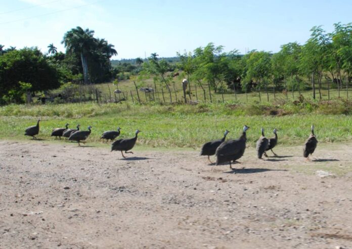 Wild Hens, Granma, Cuba – Photo of the Day  – Havana Times