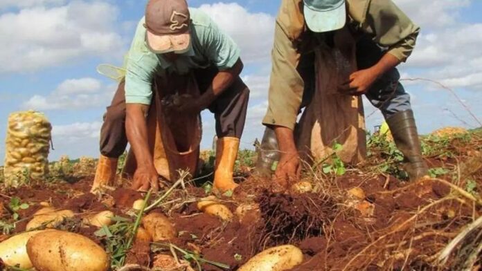 Cuban Punished for Filming and Posting a Potato Theft – Havana Times