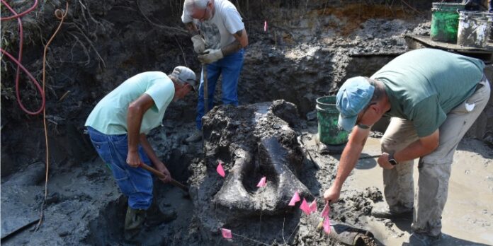 Descubren cráneo de mastodonte de 13.600 años de antigüedad en Iowa, EE.UU.