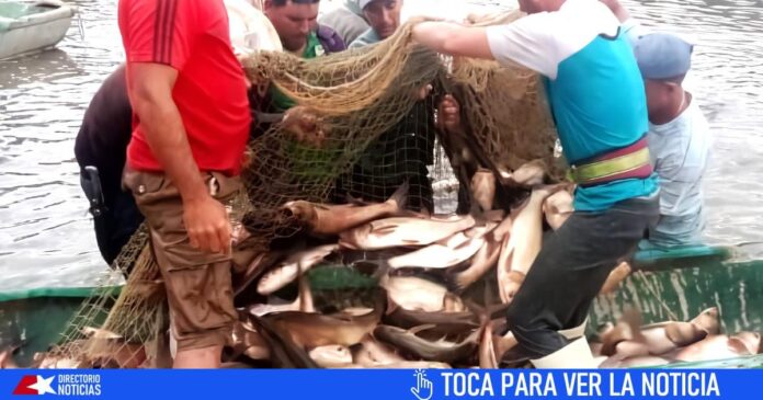 Sin pescado en la mesa: se recibe ayuda millonaria para la pesca en Cuba