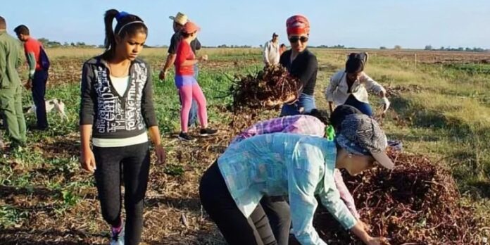 Gobierno cubano reimpone la escuela al campo pero “diferente”