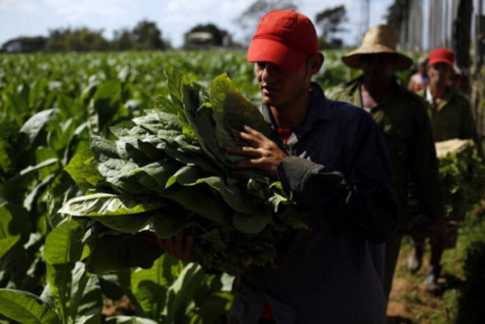 Tabaco en Sancti Spíritus no va bien: apenas 35% de tierras contratadas a campesinos