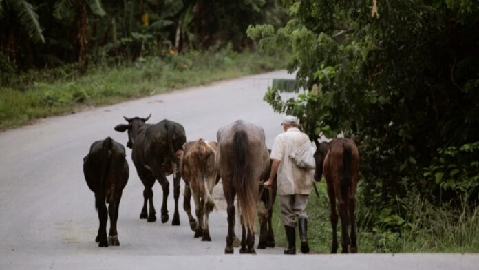 Alertan que nuevas normas en la agricultura en Cuba son lo “peor” desde el Ordenamiento