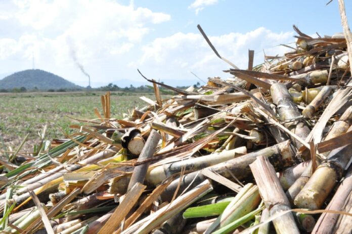 Solo se cumplió con el 38% de la siembra de caña planificada en Las Tunas