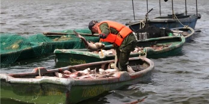 Régimen asegura que el 71% del pescado es para la población