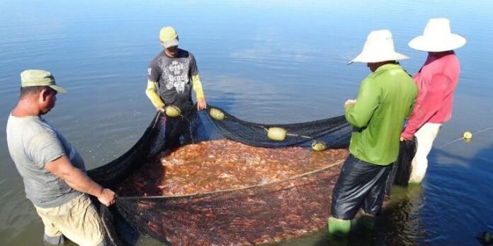 Pescado: otro alimento que falta en la mesa cubana