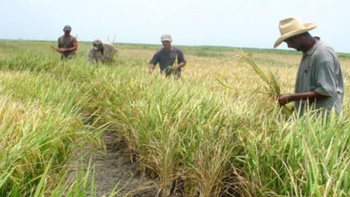 Vietnam iniciará experimento en siembra de arroz en Cuba tras una caída abrupta de la producción nacional