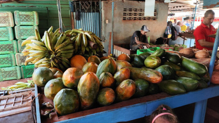 Papaya Has Gone from Essential to a Luxury for Many Cubans – Havana Times