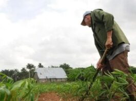 A la baja, también las cooperativas agropecuarias en Cuba