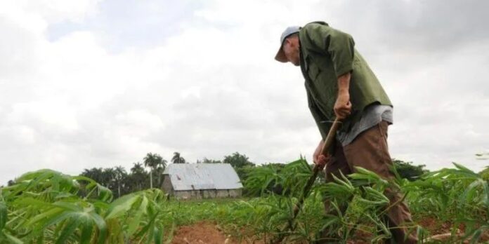 A la baja, también las cooperativas agropecuarias en Cuba