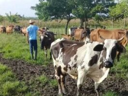 Cuban Farmers Who Refuse To Sell Milk to the State… – Havana Times