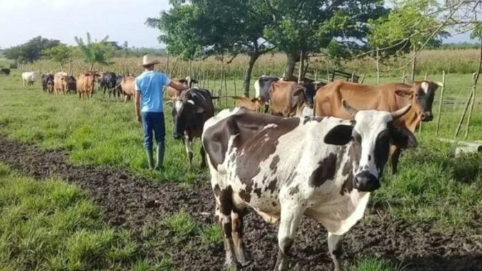 Cuban Farmers Who Refuse To Sell Milk to the State… – Havana Times