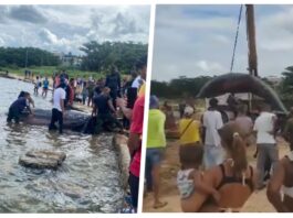 Ballena varada en Playa Baracoa causa conmoción entre locales y visitantes