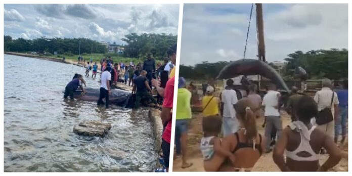 Ballena varada en Playa Baracoa causa conmoción entre locales y visitantes