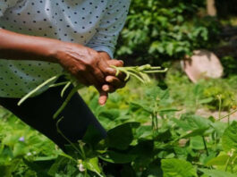 Ministro de la Agricultura informa primeros resultados del control sobre la tierra y el ganado – 5 Septiembre