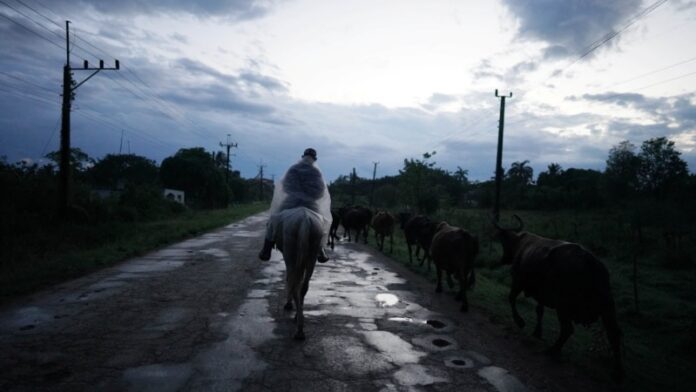 Ministro detalla la impresionante caída de la producción agrícola en Cuba