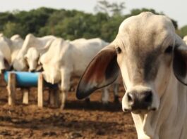 Más de 1.600 cubanos procesados por sacrificio ilegal de ganado y tráfico de sus carnes