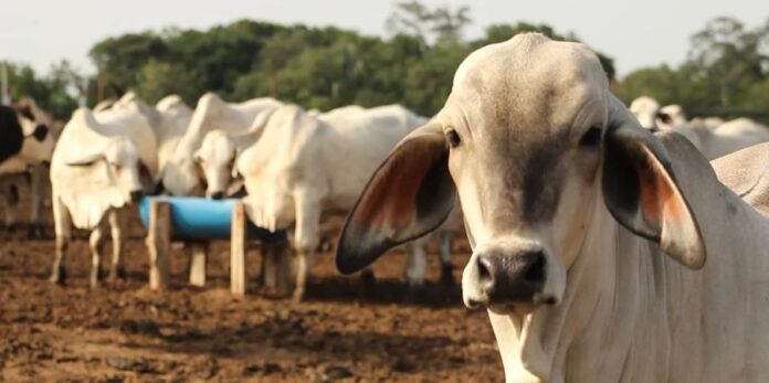 Más de 1.600 cubanos procesados por sacrificio ilegal de ganado y tráfico de sus carnes