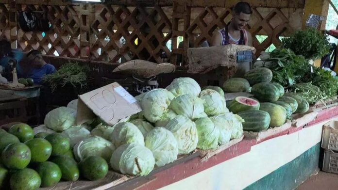 Fall Back Cabbage Now Too Expensive for Cubans – Havana Times