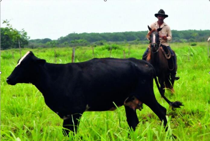 Cuban Government's 2024 Crackdown against Ranchers – Havana Times