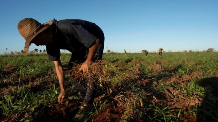 Agricultura de Cuba recibe duro golpe tras azote de ciclón: “Hay que empezar de cero”