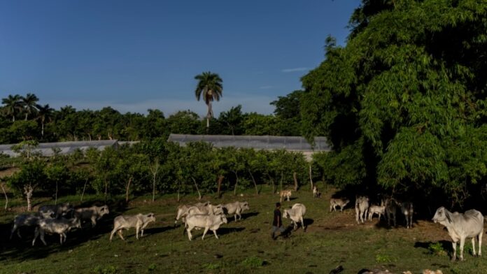 Investigan a cientos de agricultores avileños y más de un centenar pierde sus tierras