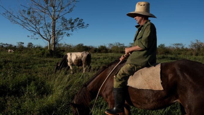 Sin solución robo y sacrificio de ganado en Cuba; campesinos culpan a la escasez de carne