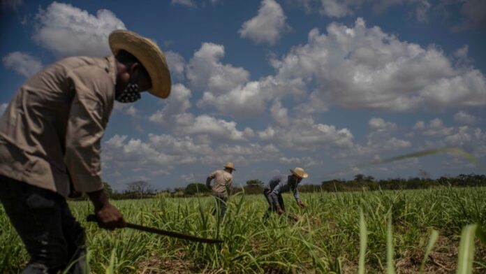 Declive de la industria azucarera es un reflejo de la crisis económica de Cuba