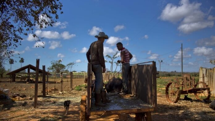 “Los ladrones nos están saqueando”: Campesinos se quejan del mal trabajo de la Policía en Cuba