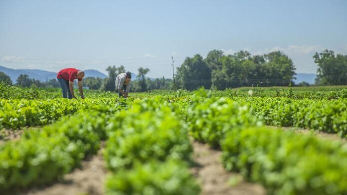 Envían mensaje de reconocimiento a Raúl Csstro en acto nacional de la agricultura urbana