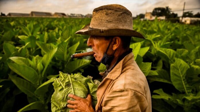 Menos tabaco sembrado en Cuba, ¿por qué?