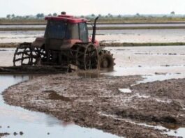 Gobierno cubano entrega más de 300 hectáreas de tierra a Vietnam para producir arroz