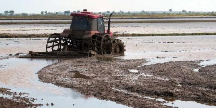 Gobierno cubano entrega más de 300 hectáreas de tierra a Vietnam para producir arroz