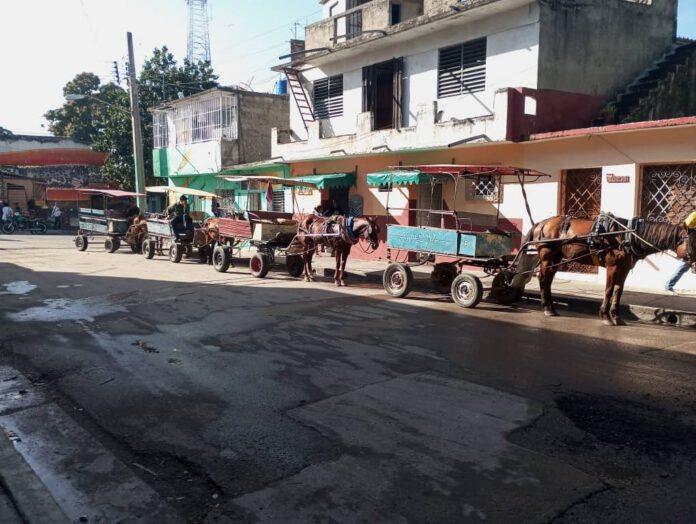 A falta de ómnibus y de combustible, los coches de caballos garantizan el transporte en Cienfuegos