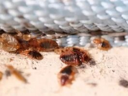 Bedbugs Are Affecting Many Homes in Sancti Spiritus, Cuba – Havana Times