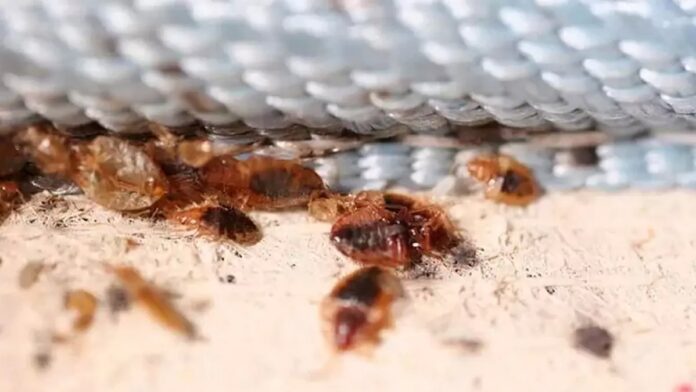 Bedbugs Are Affecting Many Homes in Sancti Spiritus, Cuba – Havana Times