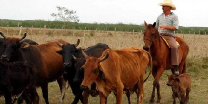 Economista alerta sobre la “ruina agropecuaria” de Cuba: peor que en el “Período Especial”