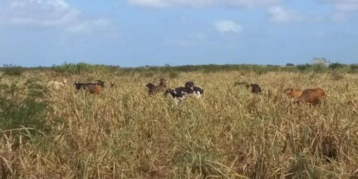 Cuba: ese paraíso donde la caña cedió espacio a las espinas