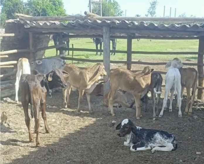 En Cuba, solo 2,9 millones de vacas se han salvado de la mala gestión y de los cuatreros