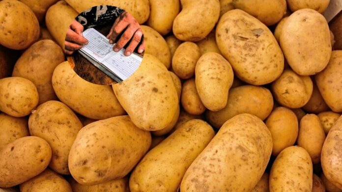 Venta de tres libras de papas por persona en febrero. A 500 pesos cubanos en el mercado negro