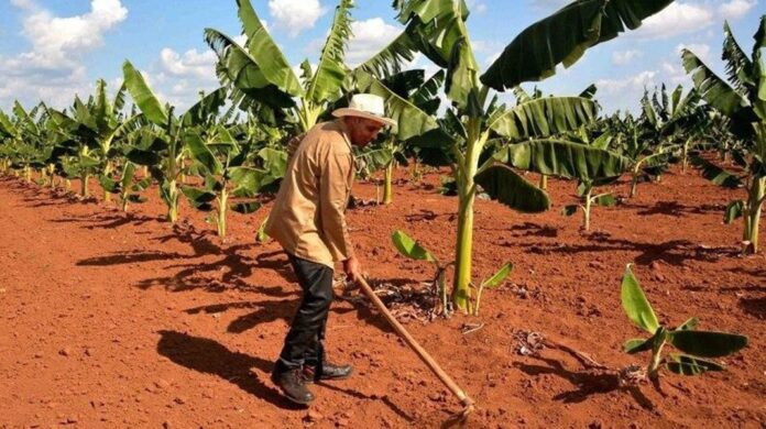 Cuba abre puertas a la inversión extranjera en su sector agrícola