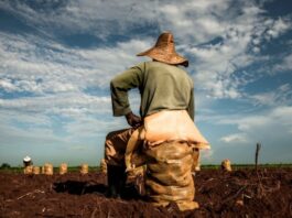 Cuba planea dar tierras en usufructo a extranjeros: ¿quién se beneficiará realmente?