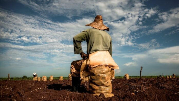 Cuba planea dar tierras en usufructo a extranjeros: ¿quién se beneficiará realmente?